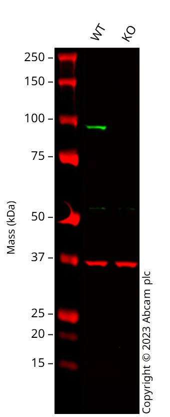 Western blot - Anti-KAT2A / GCN5 antibody [EPR21146] - ChIP Grade (AB217876)