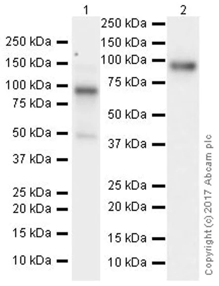 Western blot - Anti-KAT2A / GCN5 antibody [EPR21146] - ChIP Grade (AB217876)
