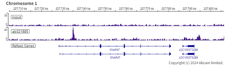 ChIP-sequencing - Anti-KAT2A / GCN5 antibody [EPR28321-83] - BSA and Azide free (AB321886)