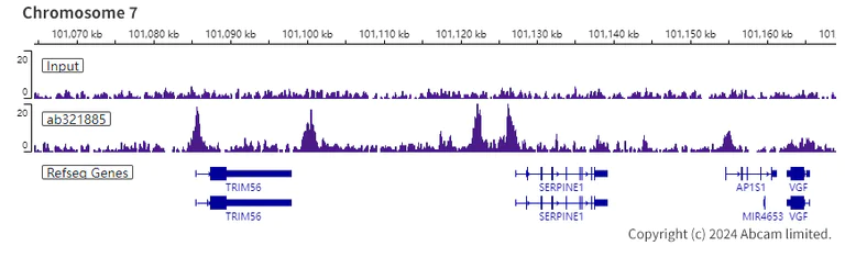 ChIP-sequencing - Anti-KAT2A / GCN5 antibody [EPR28321-83] - BSA and Azide free (AB321886)