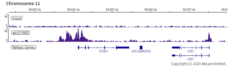 ChIP-sequencing - Anti-KAT2A / GCN5 antibody [EPR28321-83] - BSA and Azide free (AB321886)