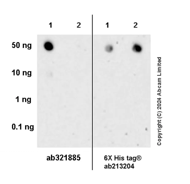 Dot Blot - Anti-KAT2A / GCN5 antibody [EPR28321-83] - BSA and Azide free (AB321886)