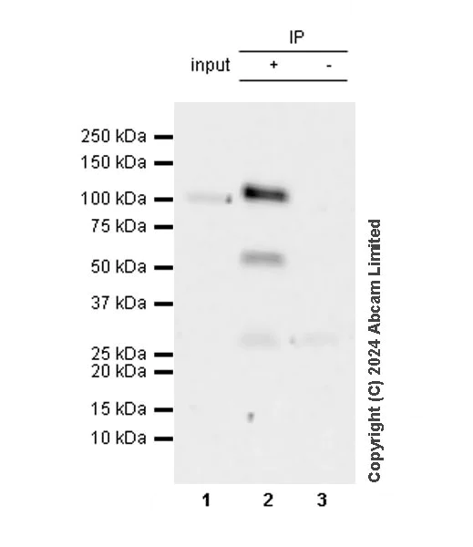 Immunoprecipitation - Anti-KAT2A / GCN5 antibody [EPR28321-83] - BSA and Azide free (AB321886)