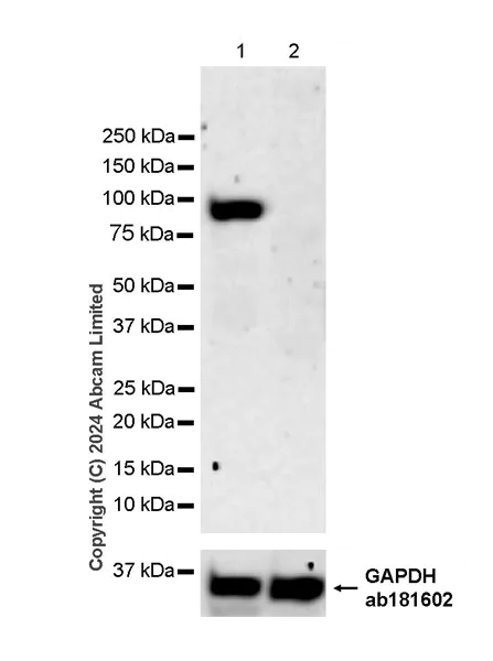 Western blot - Anti-KAT2A / GCN5 antibody [EPR28321-83] - BSA and Azide free (AB321886)