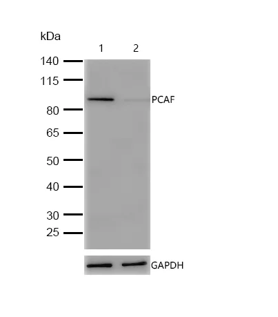 Western blot - Anti-KAT2B antibody [SR3831] (AB326697)