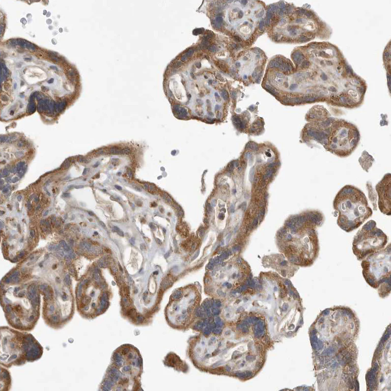 Immunohistochemistry (Formalin/PFA-fixed paraffin-embedded sections) - Anti-KAT3 antibody (AB246957)