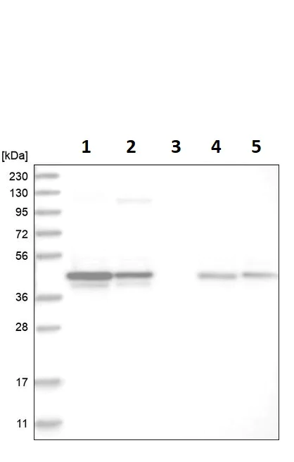 Western blot - Anti-KAT3 antibody (AB246957)