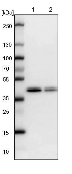 Western blot - Anti-KAT3 antibody (AB246957)