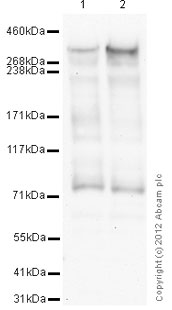 Western blot - Anti-KAT3B / p300 antibody [3G230 / NM-11] - BSA and Azide free (AB264432), expandable thumbnail