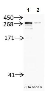 Western blot - Anti-KAT3B / p300 antibody (AB10485)