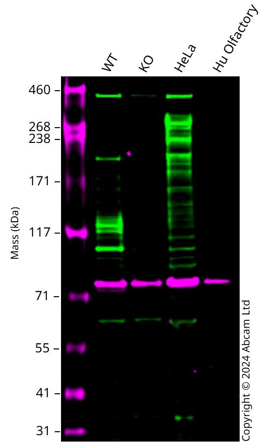 Western blot - Anti-KAT3B / p300 antibody (AB10485)
