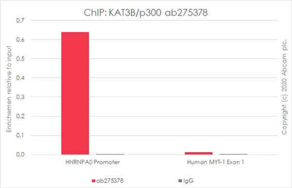 ChIP - Anti-KAT3B / p300 antibody [EPR23495-268] - ChIP Grade - BSA and Azide free (AB275388)