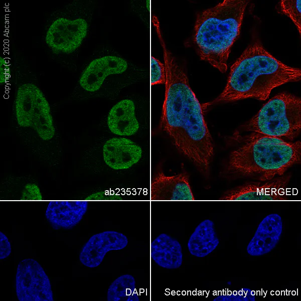 Immunocytochemistry/ Immunofluorescence - Anti-KAT3B / p300 antibody [EPR23495-268] - ChIP Grade - BSA and Azide free (AB275388)