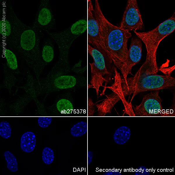 Immunocytochemistry/ Immunofluorescence - Anti-KAT3B / p300 antibody [EPR23495-268] - ChIP Grade - BSA and Azide free (AB275388)