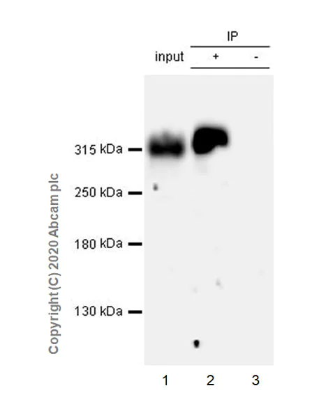 Immunoprecipitation - Anti-KAT3B / p300 antibody [EPR23495-268] - ChIP Grade - BSA and Azide free (AB275388)