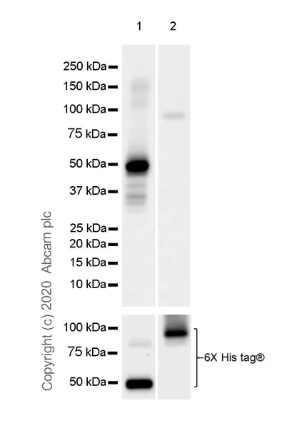 Western blot - Anti-KAT3B / p300 antibody [EPR23495-268] - ChIP Grade - BSA and Azide free (AB275388)