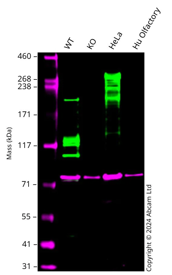 Western blot - Anti-KAT3B / p300 antibody [EPR23495-268] - ChIP Grade - BSA and Azide free (AB275388)