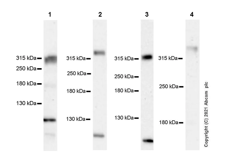 Western blot - Anti-KAT3B / p300 antibody [EPR23753-55] (AB259330)