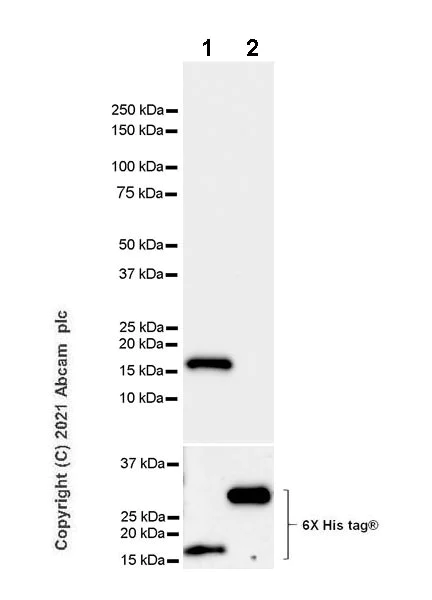 Western blot - Anti-KAT3B / p300 antibody [EPR23753-55] (AB259330)
