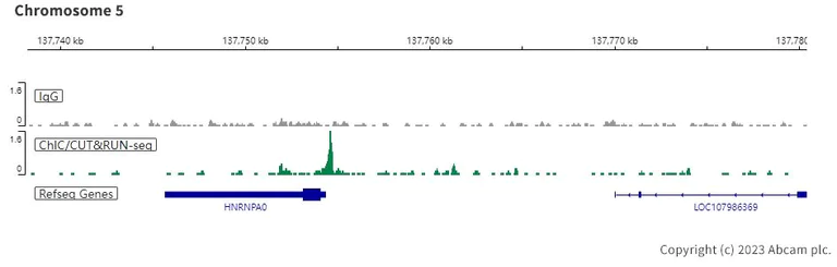 ChIC/CUT&RUN sequencing - Anti-KAT3B / p300 antibody [EPR23753-55] - BSA and Azide free (AB283721)