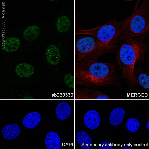 Immunocytochemistry/ Immunofluorescence - Anti-KAT3B / p300 antibody [EPR23753-55] - BSA and Azide free (AB283721)