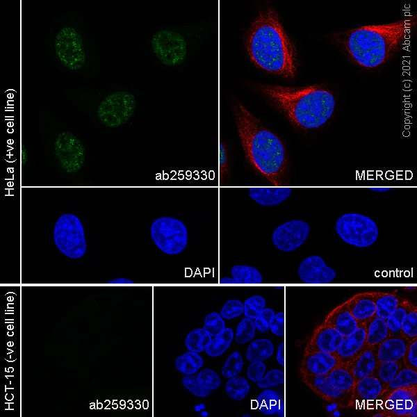 Immunocytochemistry/ Immunofluorescence - Anti-KAT3B / p300 antibody [EPR23753-55] - BSA and Azide free (AB283721)
