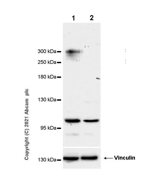 Western blot - Anti-KAT3B / p300 antibody [EPR23753-55] - BSA and Azide free (AB283721)