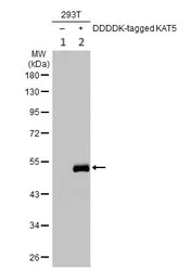 Western blot - Anti-KAT5 / Tip60 antibody (AB137518)