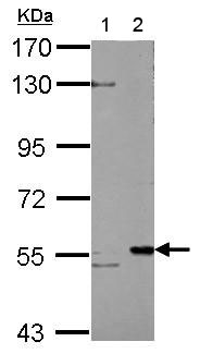 Western blot - Anti-KAT5 / Tip60 antibody (AB151432)