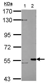 Western blot - Anti-KAT5 / Tip60 antibody (AB151432)