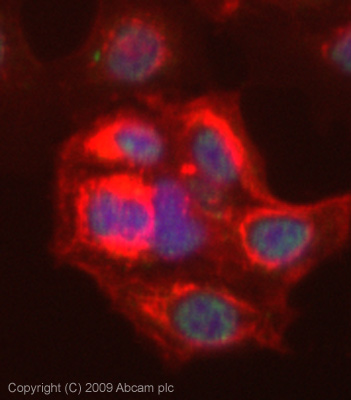 Immunocytochemistry/ Immunofluorescence - Anti-KAT5 / Tip60 antibody (AB23886)
