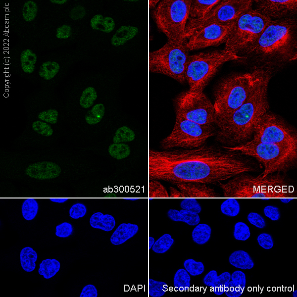 Immunocytochemistry/ Immunofluorescence - Anti-KAT5 / Tip60 antibody [EPR23728-112] (AB300521)