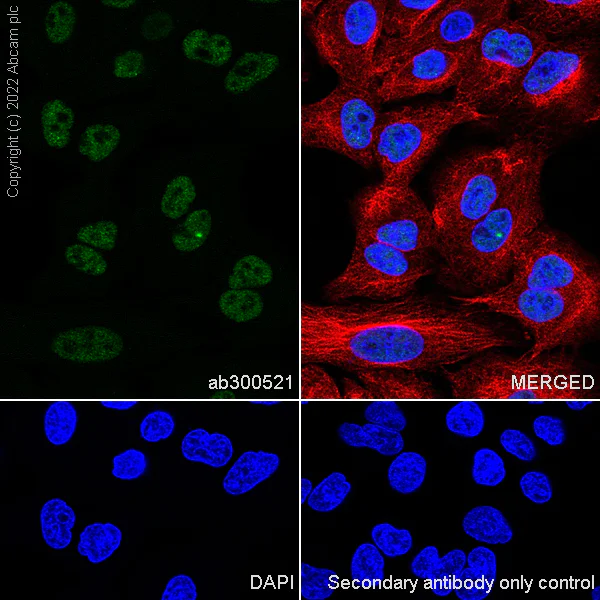 Immunocytochemistry/ Immunofluorescence - Anti-KAT5 / Tip60 antibody [EPR23728-112] (BSA and Azide free) (AB300522)