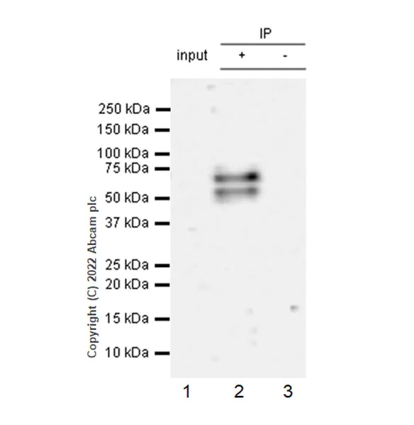 Immunoprecipitation - Anti-KAT5 / Tip60 antibody [EPR23728-112] (BSA and Azide free) (AB300522)