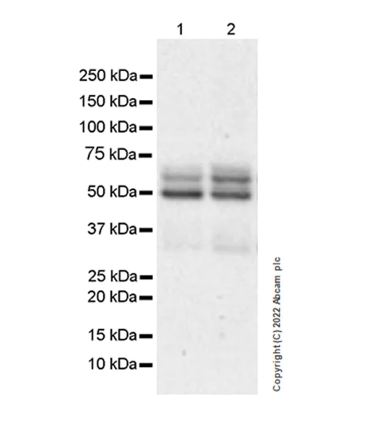 Western blot - Anti-KAT5 / Tip60 antibody [EPR23728-112] (BSA and Azide free) (AB300522)
