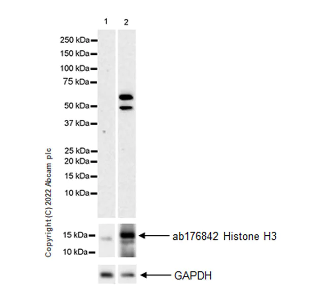 Western blot - Anti-KAT5 / Tip60 antibody [EPR23728-112] (BSA and Azide free) (AB300522)