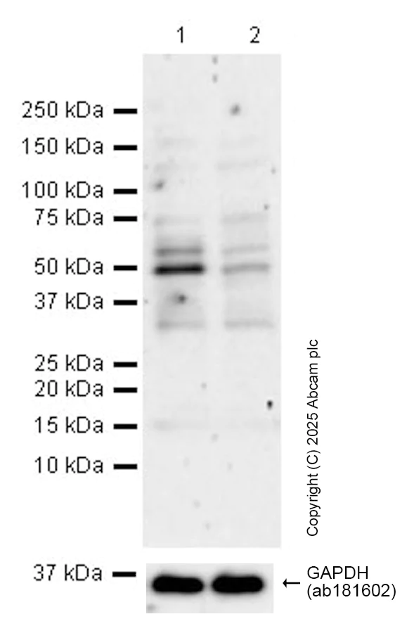 Western blot - Anti-KAT5 / Tip60 antibody [EPR23728-112] (BSA and Azide free) (AB300522)
