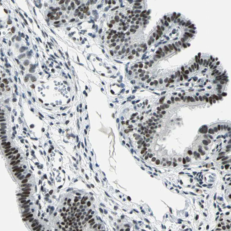 Immunohistochemistry (Formalin/PFA-fixed paraffin-embedded sections) - Anti-KAT6B / MORF antibody (AB246879)