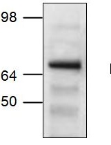 Western blot - Anti-KAT7 / Hbo1 / MYST2 antibody (AB37289)