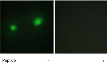 Immunocytochemistry/ Immunofluorescence - Anti-KAT7 / Hbo1 / MYST2 antibody (AB70183)