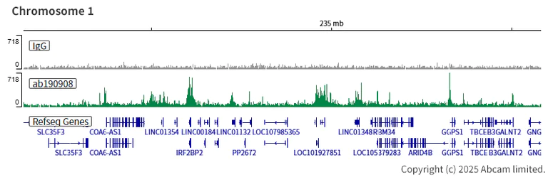 ChIC/CUT&RUN sequencing - Anti-KAT7 / Hbo1 / MYST2 antibody [EPR18473] (AB190908)