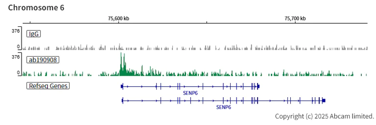 ChIC/CUT&RUN sequencing - Anti-KAT7 / Hbo1 / MYST2 antibody [EPR18473] (AB190908)