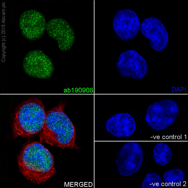 Immunocytochemistry/ Immunofluorescence - Anti-KAT7 / Hbo1 / MYST2 antibody [EPR18473] (AB190908)