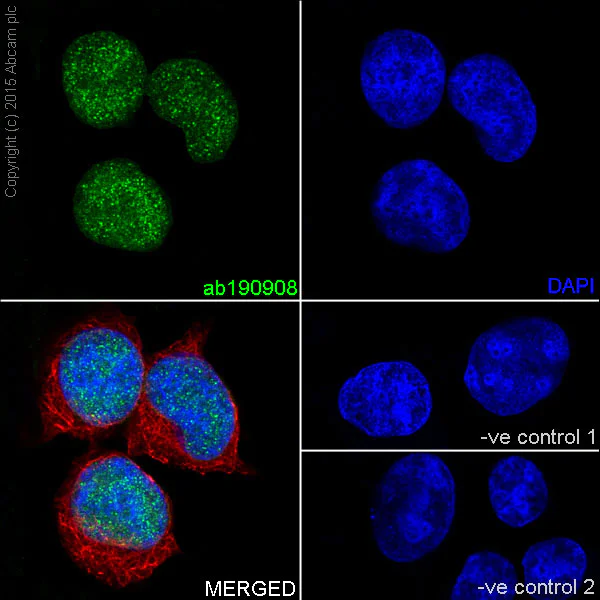 Immunocytochemistry/ Immunofluorescence - Anti-KAT7 / Hbo1 / MYST2 antibody [EPR18473] (AB190908)
