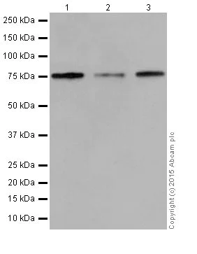 Western blot - Anti-KAT7 / Hbo1 / MYST2 antibody [EPR18473] (AB190908)