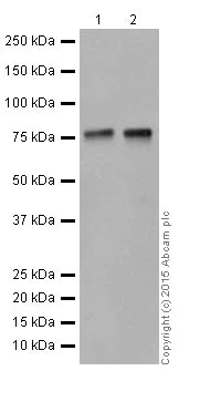 Western blot - Anti-KAT7 / Hbo1 / MYST2 antibody [EPR18473] (AB190908)