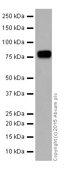Western blot - Anti-KAT7 / Hbo1 / MYST2 antibody [EPR18473] (AB190908)