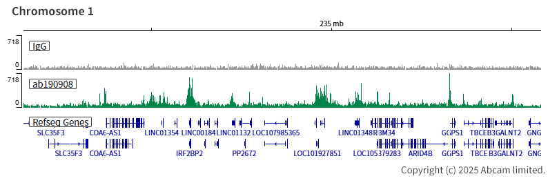 ChIC/CUT&RUN sequencing - Anti-KAT7 / Hbo1 / MYST2 antibody [EPR18473] - BSA and Azide free (ab240315), expandable thumbnail
