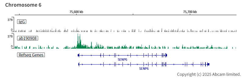 ChIC/CUT&RUN sequencing - Anti-KAT7 / Hbo1 / MYST2 antibody [EPR18473] - BSA and Azide free (ab240315), expandable thumbnail