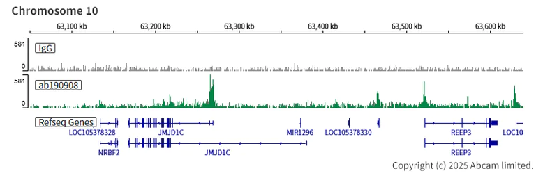ChIC/CUT&RUN sequencing - Anti-KAT7 / Hbo1 / MYST2 antibody [EPR18473] - BSA and Azide free (AB240315)